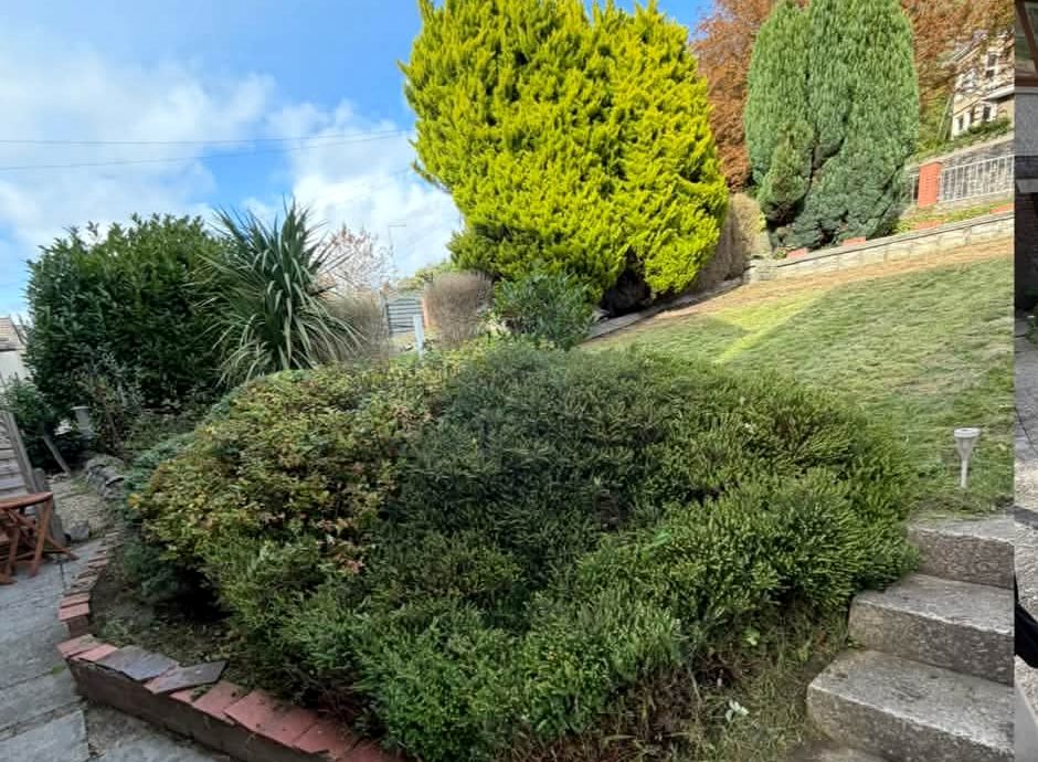 Shrubs trimmed back and grass cut beside the house