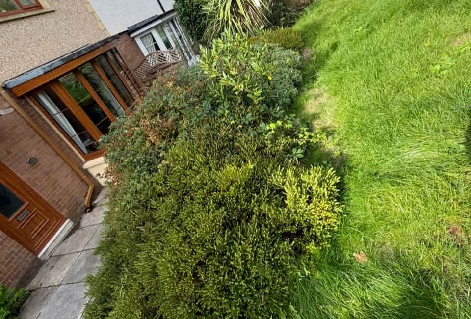 Overgrown shrubs and long grass beside a house
