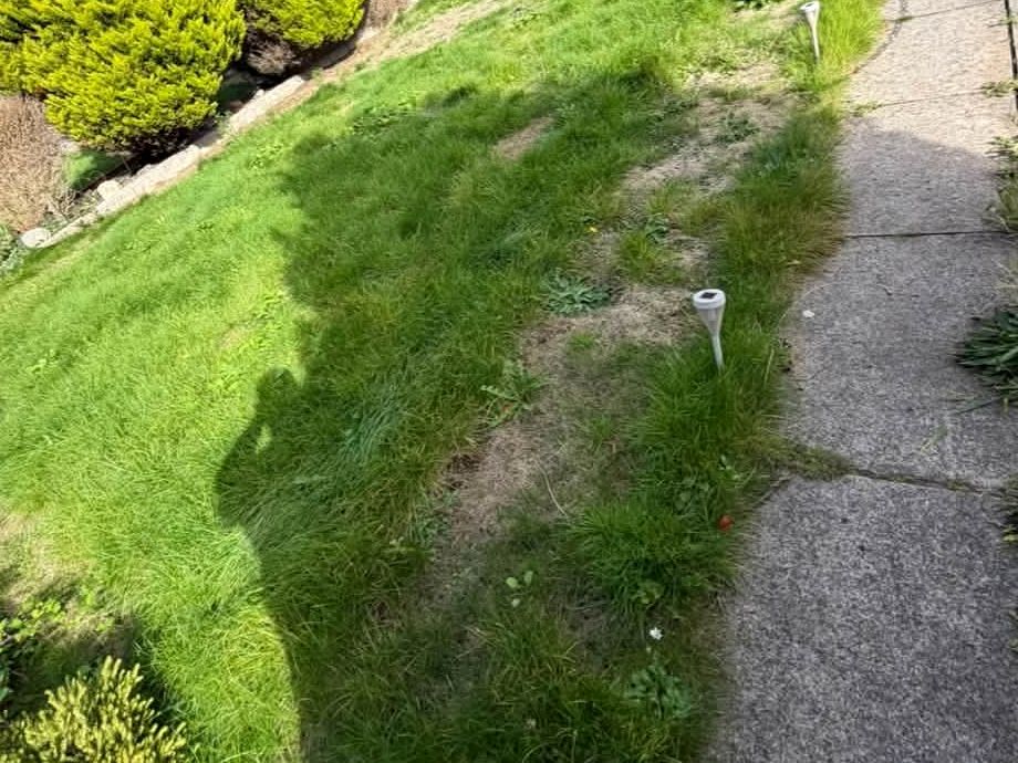 Long grass on a sloping lawn by a path