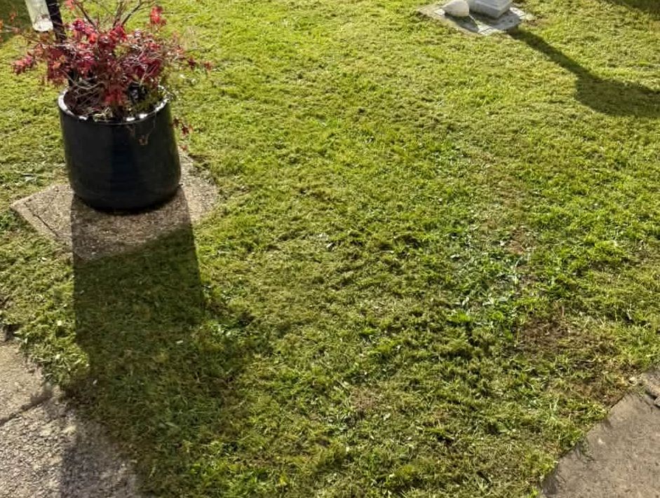Lawn cut short around the planter pot