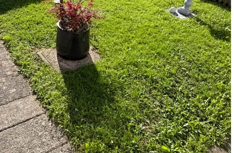 Long grass around a planter pot before cutting